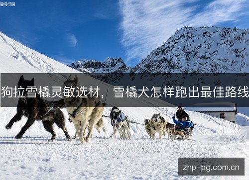 狗拉雪橇灵敏选材，雪橇犬怎样跑出最佳路线
